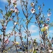 Mandelblom-Våren på G