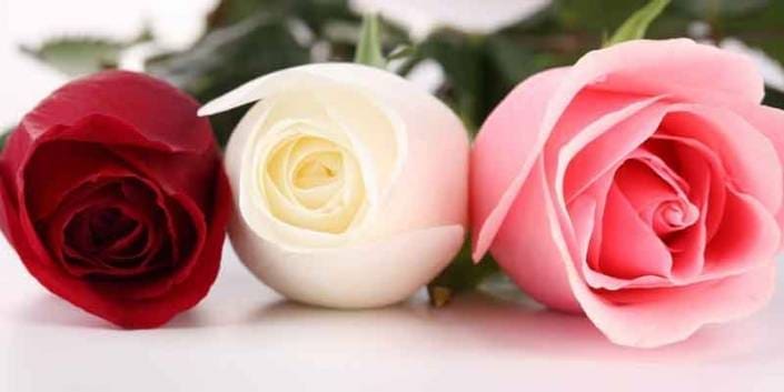 los-artistas-florist-fuengirola4